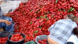 Перец болгарский тип Капия.