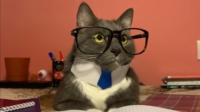 если бы котики ходили в школу новогодние серии.