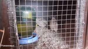 содержание перепелов на опилках