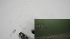 Зимняя рыбалка на плотву. Съёмка подводной камерой.mp4