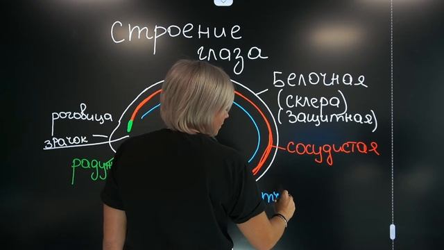 Зрительный анализатор | ЕГЭ 2022 по БИОЛОГИИ
