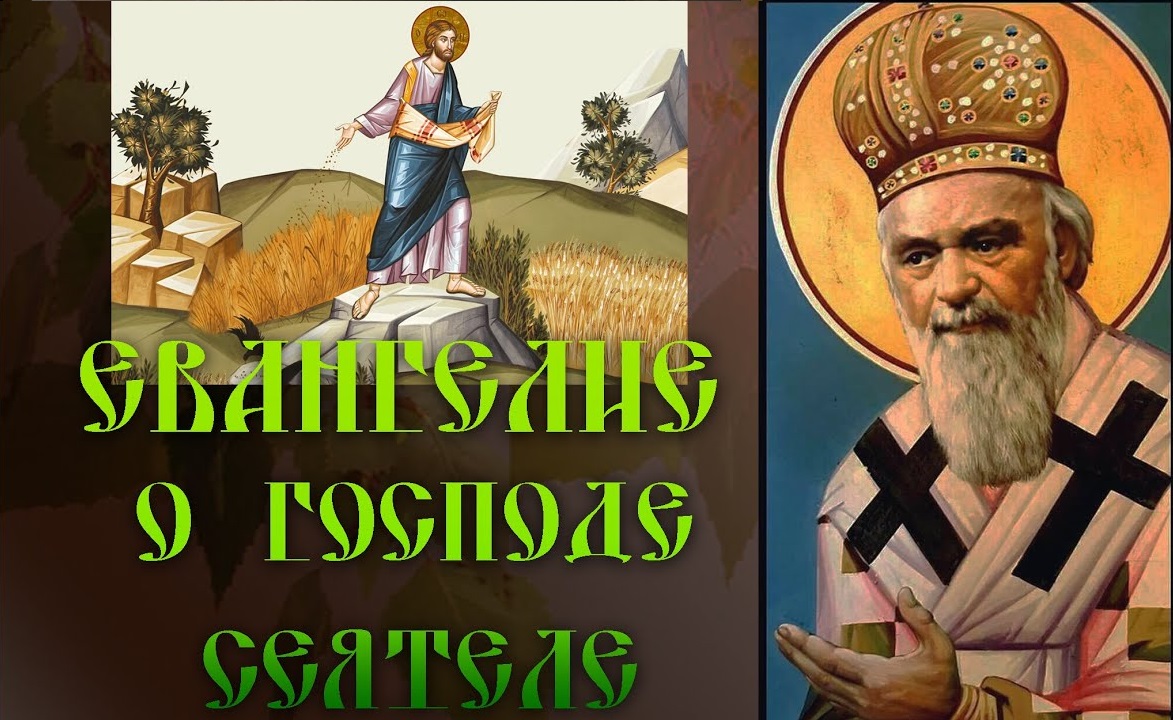 Евангелие о Господе Сеятеле. святитель Николай Сербский смотреть онлайн