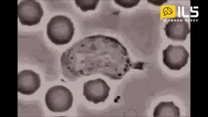 Лимфоциты белые кровяные клетки атакуют раковые клетки и паразитов