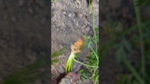 кто ест морковку?