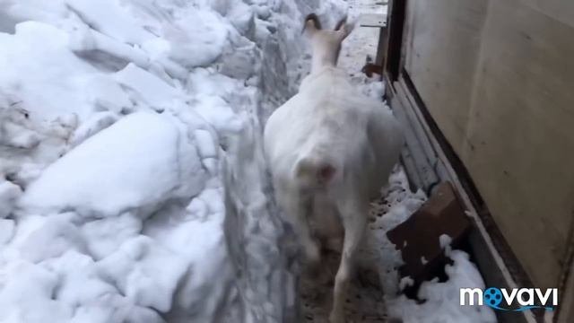 Завалило!//Все живы!//Сушу сухари//