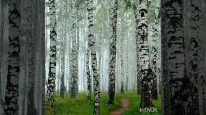 Русская народная песня " Во поле берёза стояла ". Красивые фотографии берёзы и берёзовой рощи