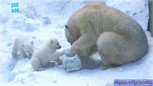 Мама-медведица с медвежатами и папа-медведь