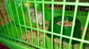 Признаки старения джунгарского хомяка??