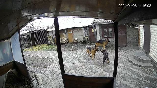 Первые десять секунд я думала, что Камара посидит спокойно ?. Камера видеонаблюдения говорит другое смотреть онлайн