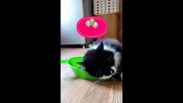 Лень#коты#котики