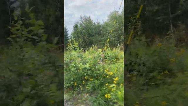 Путешествуем по России на авто: Карелия: участок дороги Прионежского района/19.08.20/утро смотреть онлайн