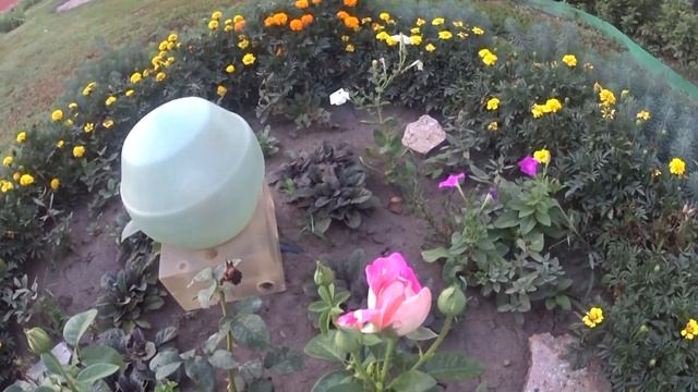 Выкопали картошку / Что это за овощ ? / смотреть онлайн