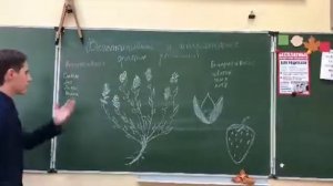 Вегетативные и генеративные органы растений