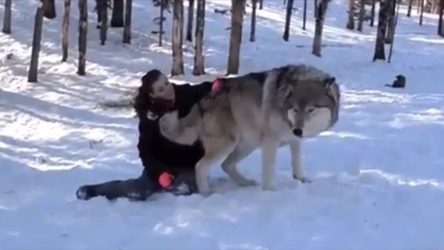 Волк вышел из леса и сел рядом с девушкой все замерли в ожидания то что произошло дальше немыслим