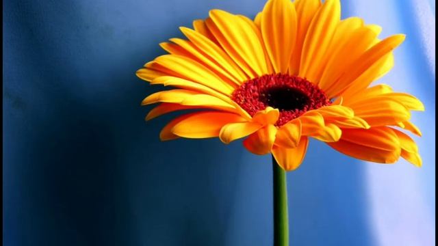 «Растения» доклад 3 класс. смотреть онлайн