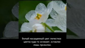 Чудо творения - Дифилея