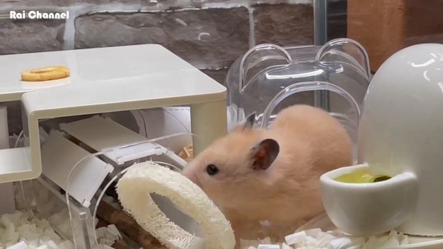 トイレで毛繕い中のキンクマハムスター