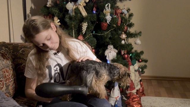 Использование шампуня и спрея AGREES для ухода за йоркширским терьером. смотреть онлайн