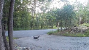 В США кот прогнал медведя с хозяйской лужайки. 
Первый в мире сторожевой кот.