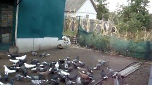 Просмотр серпатых выворотных голубей.  1 ч.