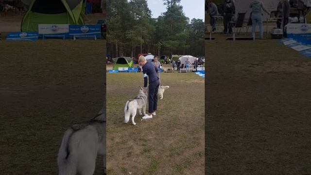 CACIB "Владимир 2020", ринг сибирских хаски, 13 сентября смотреть онлайн