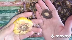 Луковицы гладиолусов. Что надо посчитать?