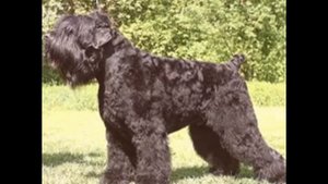 Русский черный терьер (РЧТ)