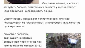 Мюленбергия волосовидная  воздушная акварель для сада