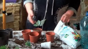 Бегония.СОВЕТЫ ПО ВЫРАЩИВАНИЮ БЕГОНИЙ. Бегонии  Кустовые И Королевские