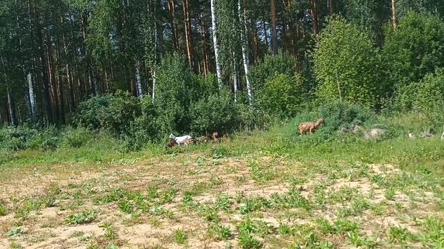 Грибная пора в разгаре/ Пасем коз и козлят/Жара на Урале. смотреть онлайн
