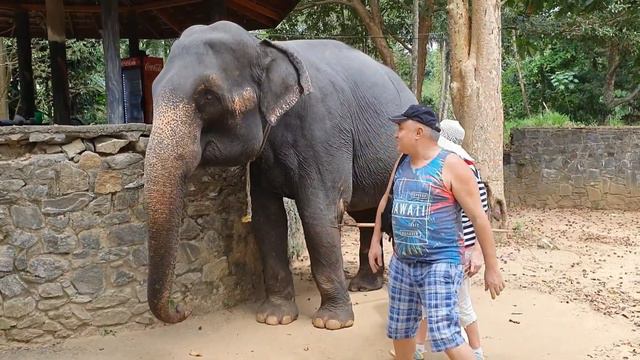 ШриЛанка Сердце Слона до 35 кг. смотреть онлайн