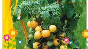 Томат декоративный Балкони Ело F1. Краткий обзор, описание solanum lycopersicum Balkoni Elo F1