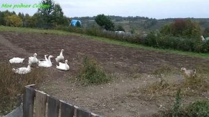 Гуси гоняют друг друга. Тыквы всё нарождаются. Не вкусная у нас трава в огороде, что ли?