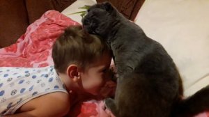 Вислоухая британская кошка. Материнский инстинкт