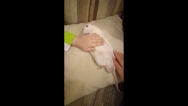 Массаж для крыс