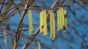 Приметы на 21 марта. Народный праздник "ВЕСЕННИЙ СОЛНЦЕВОРОТ", что НЕЛЬЗЯ делать, традиции и обряды