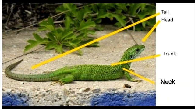 | Classes of Vertebrates | Pisces | amphibians | reptiles | aves | mammals | смотреть онлайн