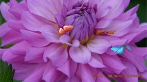 Георгина декоративная Блутифул (dahlia bluetiful) ? обзор: как сажать, луковицы георгины Блутифул
