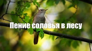 Лес. Волшебное Пение соловья для релаксации и медитации, сна