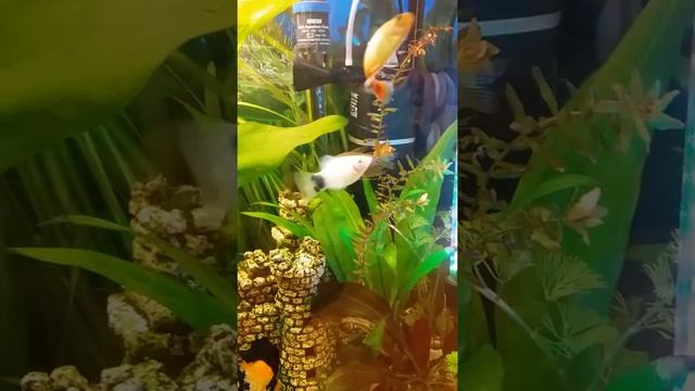 Лялиус и гурами смотреть онлайн