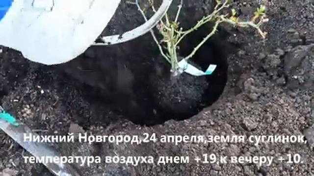 Перевалка розы в открытый грунт ,которая перезимовала в контейнере.Нижний Новгород, апрель 2023года смотреть онлайн
