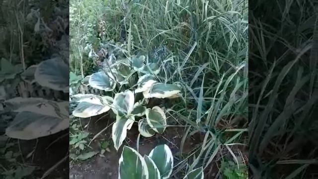 #На пике популярности - #хосты. смотреть онлайн