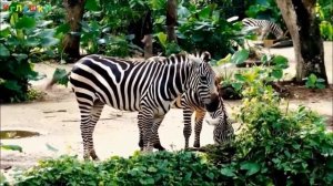 Животные жарких стран