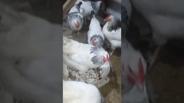 Адлерская серебристая порода кур. смотреть онлайн