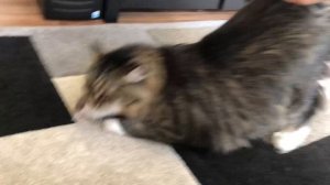 МЫШИ атакуют КОТА!!!