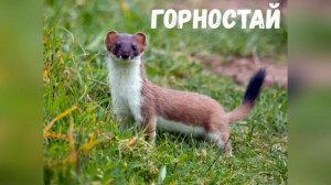 Животные леса. Дидактическая игра.