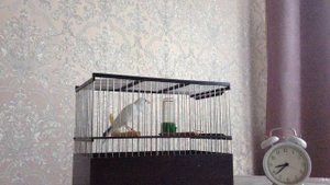 кенар с окраины Курска