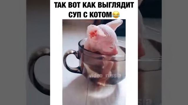 Суп с котом