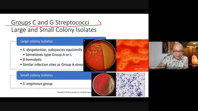 Streptococcus смотреть онлайн