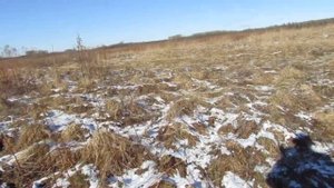 НАКОНЕЦ-ТО НАШЕЛ ЭТУ ПРЯГУ. КОП В КАЛИНИНГРАДСКОЙ ОБЛАСТИ| METAL-DETECTING